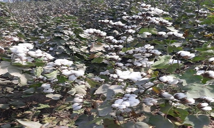 Punjab Seed Council in its 57th Meeting approved transgenic triple gene cotton variety (CEMB-CKC-05)